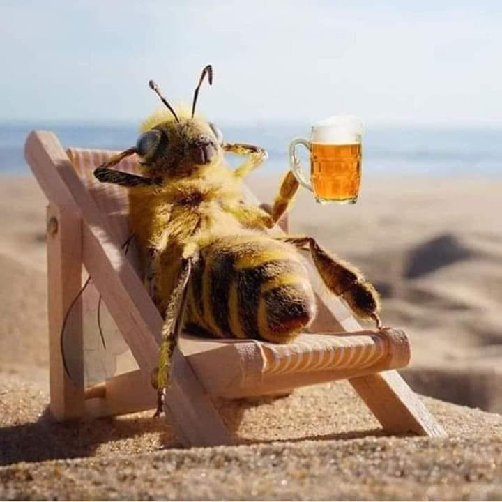 Bee drinking mead on a lounge chair relaxing at the beach